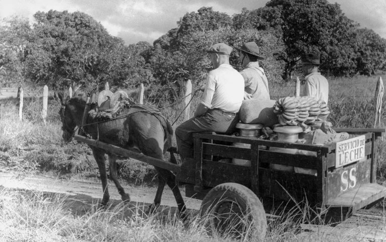 A Sosúa Settlement (SS) donkey cart, 1940  The Jewish settlers, most of whom have no experience in agricultural work, often must clear dense forests before they can plant fields. After a while, however, they build a functioning milk and meat business and brew schnapps in their own distillery. The Sosúa Settlement’s products become known and popular nationwide. In the settlement, medical care, schools and entertainment are organized according to the kibbutz principle. Photo: Dr. Kurt Schnitzer, Photo Conrado, American Jewish Joint Distribution Committee Archives, New York, NY